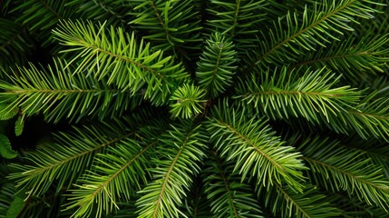 Araucaria heterophylla tropical leaves in a close up view