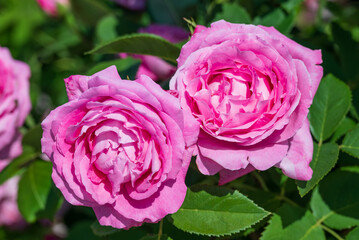 美しいピンクのバラ2輪