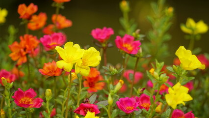 Portulaca grandiflora flowers bloom colorfully