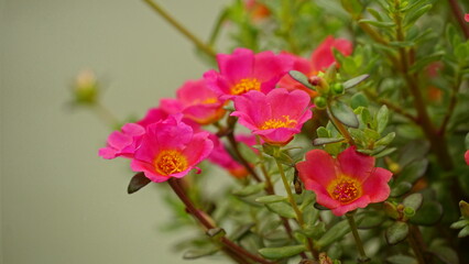 Obraz premium Portulaca grandiflora flowers bloom colorfully
