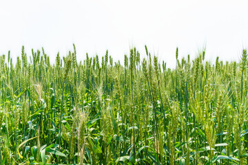 Obraz premium Barley fields about to mature in June in Northeast China