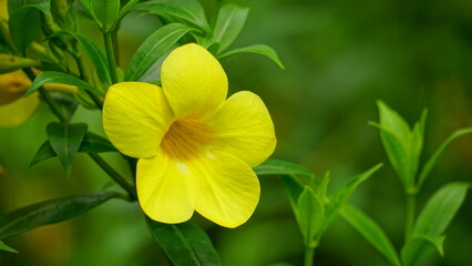 Yellow Allamanda cathartica flowers bloom in the garden