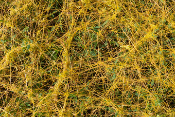 Cuscuta campestris Dodder