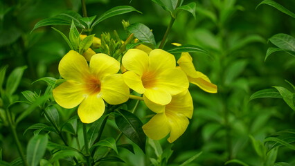 Yellow Allamanda cathartica flowers bloom in the garden