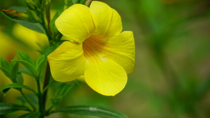 Yellow Allamanda cathartica flowers bloom in the garden