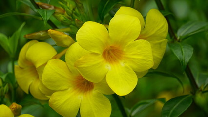 Yellow Allamanda cathartica flowers bloom in the garden