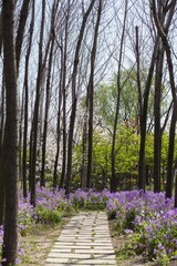 Fototapeta premium Outdoor fresh wild flowers, cherry blossoms, rapeseed plants