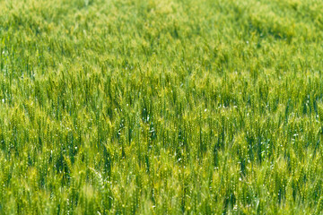 Barley fields about to mature in June in Northeast China