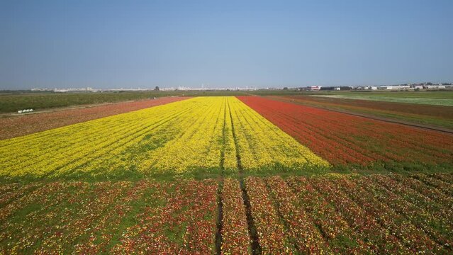 Aerial video of a field of colorful flowers, in Ashdod Israel