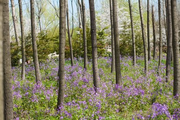 Fototapeta premium Outdoor fresh wild flowers, cherry blossoms, rapeseed plants