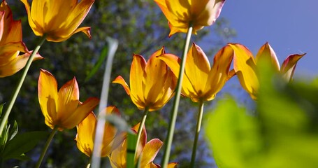 beautiful orange tulips close-up , tulip flowers for decorating the yard in spring