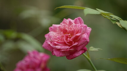 Close-up of blooming roses on a natural background