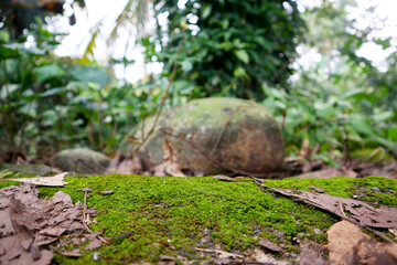 Obraz premium Mossy green flat rock in the forest. nature background