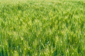 Barley fields about to mature in June in Northeast China