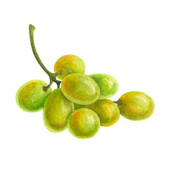 Watercolor small bunch of wine grapes. Hand drawn horizontal element for design of wine lists, menus, labels, patterns for wineries, restaurants, decorative packaging, cards and kitchen textiles.