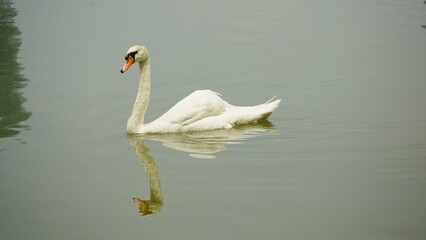 Cygnus swimming on the surface of the lake