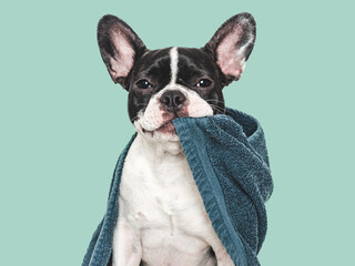 Fototapeta premium Cute puppy and blue towel. Grooming dog. Close-up, indoors. Studio shot. Concept of care, education, obedience training and raising pets