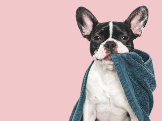 Cute puppy and blue towel. Grooming dog. Close-up, indoors. Studio shot. Concept of care, education, obedience training and raising pets