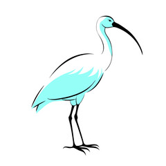 Obraz premium An illustrated white ibis with long beak and legs