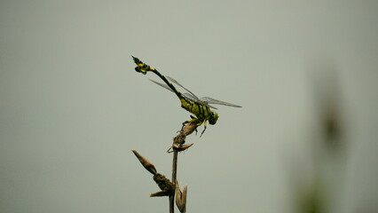 Close-up of Anisoptera dragonfly perched on a flower bud