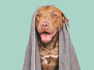 Cute brown dog and blue towel. Grooming dog. Close-up, indoors. Studio shot. Concept of care, education, obedience training and raising pets