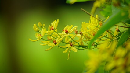 Close-up of Tristellateia australasiae flower