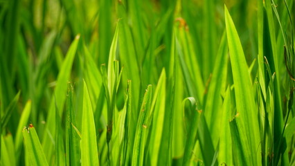 The background of tree leaves has sunlight shining in