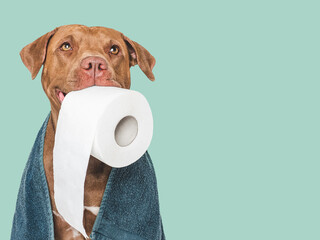 Cute brown dog holding a roll of toilet paper. Close-up, indoors. Studio shot. Concept of care, education, obedience training and raising pets. Hygiene and healthy lifestyle