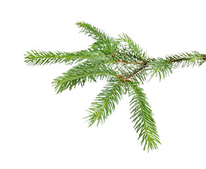 Obraz premium Green pine tree branch isolated on white