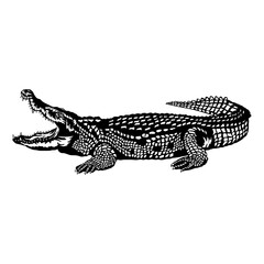 Fototapeta premium Alligator