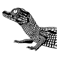 Baby Crocodile