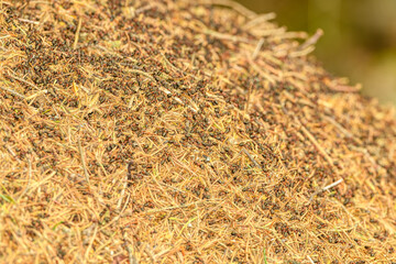 ants swarming on an anthill