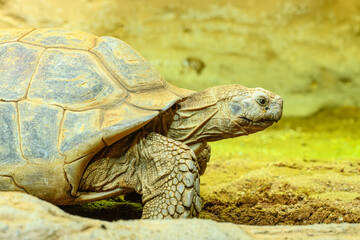 African spurred tortoise (Centrochelys sulcata) or sulcata tortoise