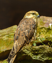 Altai falcon (Falco altaicus) on rocks