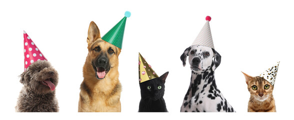Many different animals with party hats on white background, collage