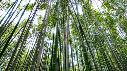 JAPAN, KYOTO – April 2024: Bamboo forest of Arashiyama near Kyoto, Japan