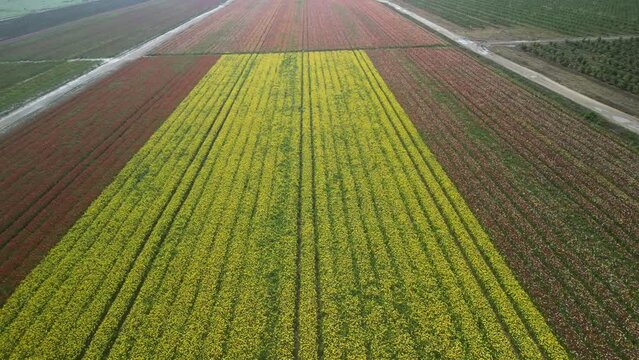Aerial video of a field of colorful flowers, in Ashdod Israel