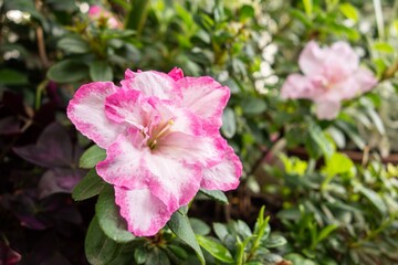 Pink rhododendron indicum plant known as macranthum azalea or indica azalea
