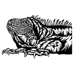Obraz premium Iguana