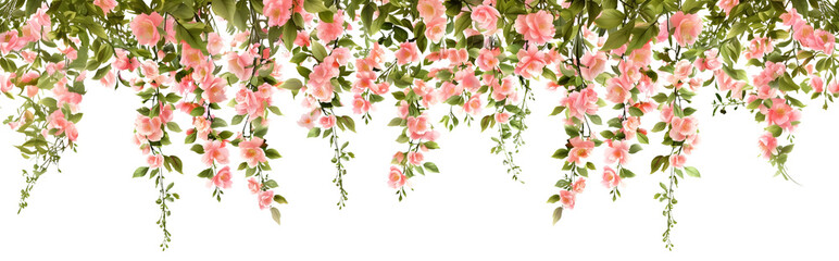 Hanging flowers from above or climbing the wall. Creeper isolated on white background.