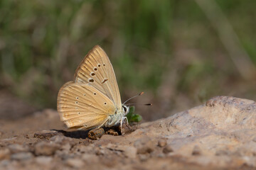 little butterfly taking minerals from the ground, Anatolian Furry Blue, Polyommatus antidolus