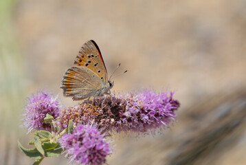 little red butterfly on wing, Golden copper, Lycaena thetis