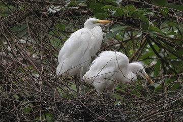 perching on the branch, Great White Egret