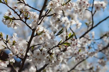 Fresh outdoor wild flowers, fresh flowers, cherry blossom plants