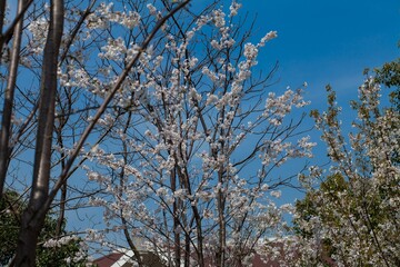 Fresh outdoor wild flowers, fresh flowers, cherry blossom plants