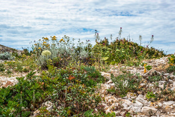 Fleurs de méditerranée