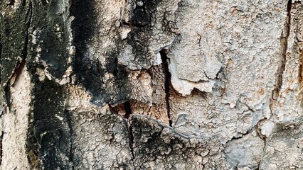 Abstract old wood cracked texture, Black wood and has a rich, warm tone, Beautiful patterns in a creative nature