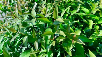 Syzygium Austral green leaf close up, Australian Rose Apple or Brush Cherry in garden nature background