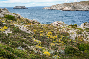 Fleurs de méditerranée