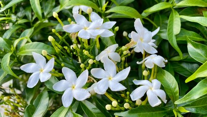 White Gerdenia Crape Jasmine flower, Gerdenia Crape Jasmine blooming close up in garden nature background